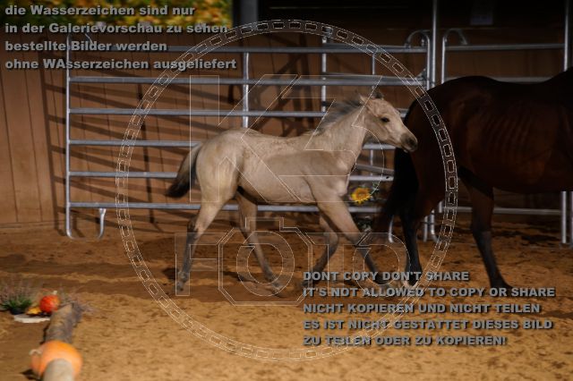 s_K3F05237.JPG